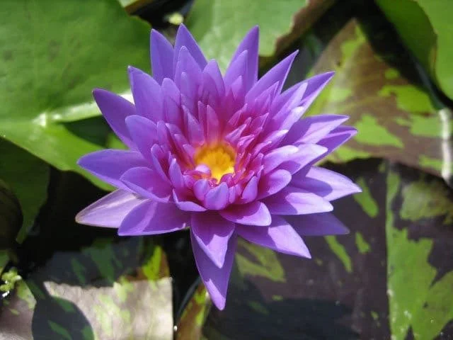 ARABIA エステリ・トムラ ボタニカ \"Nymphaea alba\" Nymphaea alba - Wikipedia